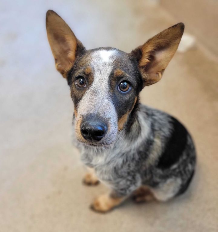 Blue discount heeler adoption