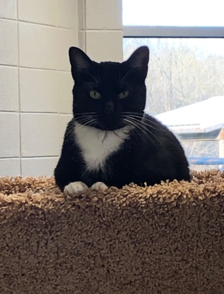 Henna, an adoptable Domestic Short Hair in Dalton, GA, 30721 | Photo Image 1