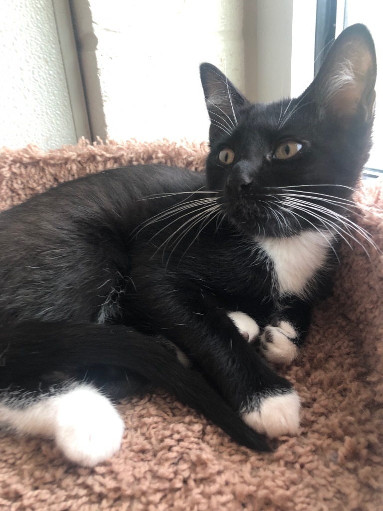 Henna, an adoptable Domestic Short Hair in Dalton, GA, 30721 | Photo Image 2