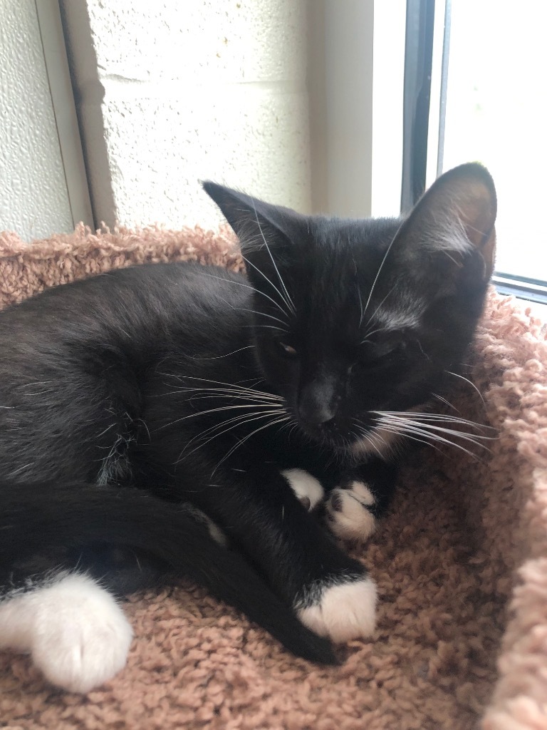 Henna, an adoptable Domestic Short Hair in Dalton, GA, 30721 | Photo Image 3