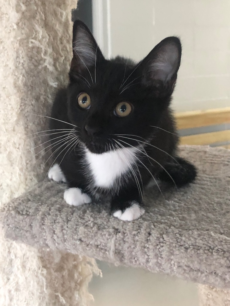 Henna, an adoptable Domestic Short Hair in Dalton, GA, 30721 | Photo Image 4