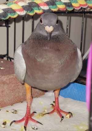 Razzle w/ Tooney Pigeon Bird