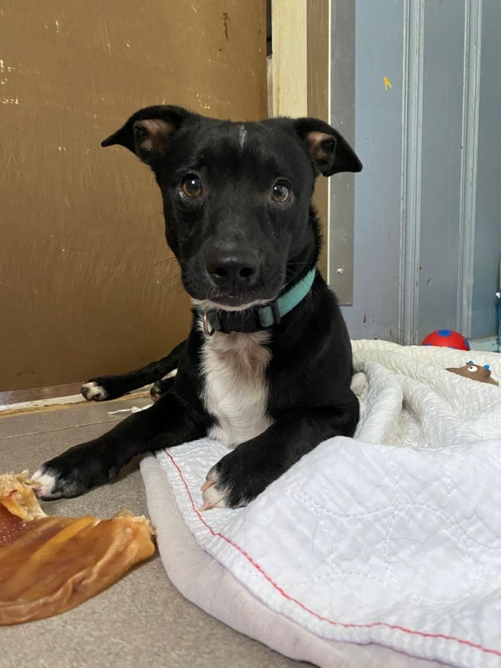 Blaine, an adoptable Terrier & Chihuahua Mix in Kansas City, MO_image-2