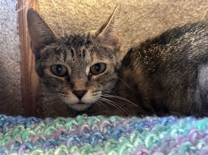 Camilla, an adoptable Tabby in Pierre, SD_image-1