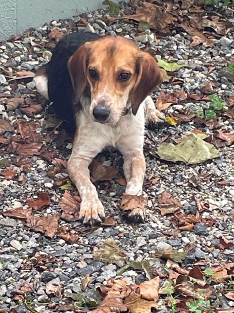 Dexter, an adoptable Beagle, Setter in Fincastle, VA, 24090 | Photo Image 1