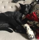 BIG CHIEF's profile on Petfinder.com