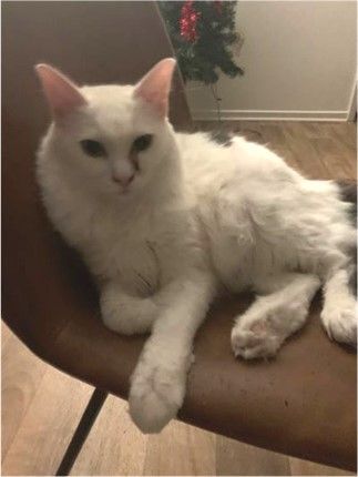 Whitey 1