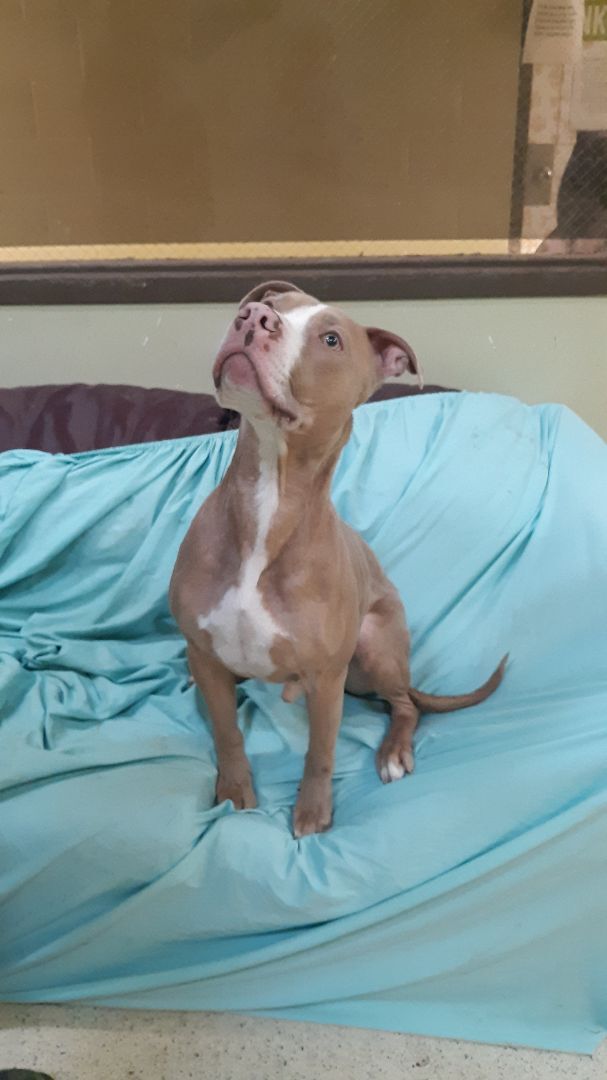 Frank Ocean, an adoptable Terrier Mix in Muncie, IN_image-3