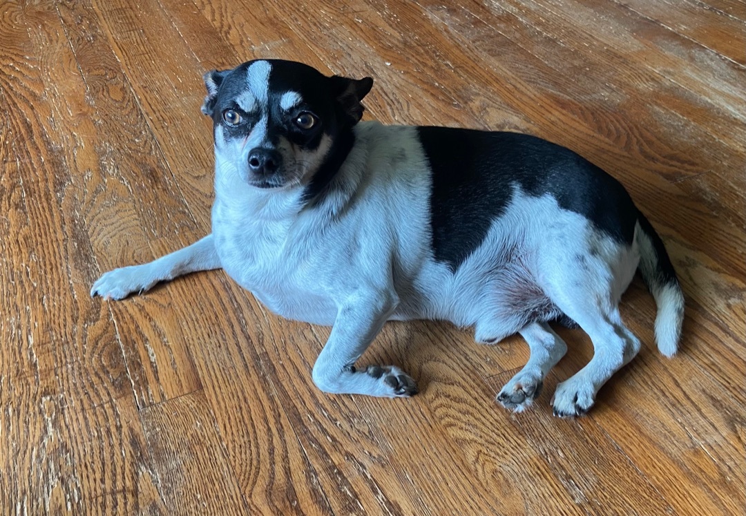 Dog for adoption Dorito, a Chihuahua Mix in Nesquehoning, PA Petfinder