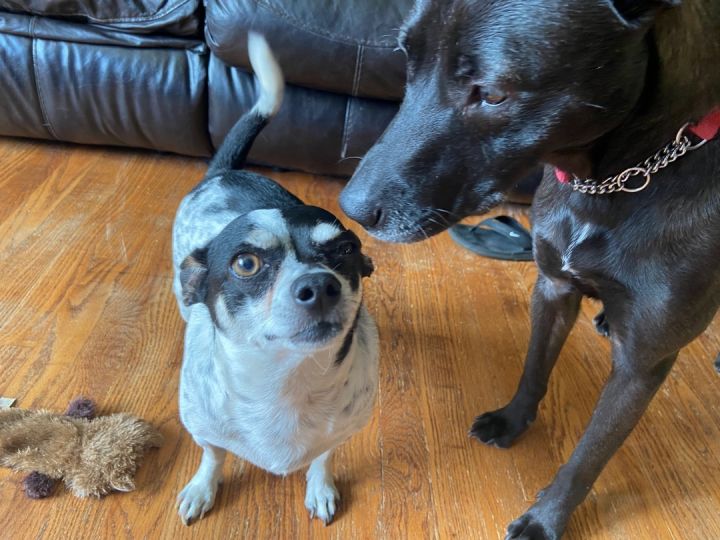 Dog for adoption Dorito, a Chihuahua Mix in Nesquehoning, PA Petfinder