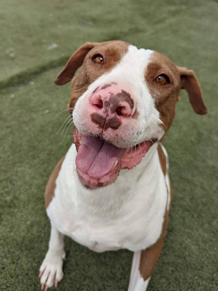 Zoey, an adoptable American Bulldog in Denver, CO, 80220 | Photo Image 1