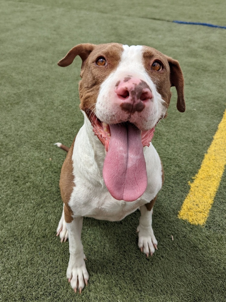 Zoey, an adoptable American Bulldog in Denver, CO, 80220 | Photo Image 2