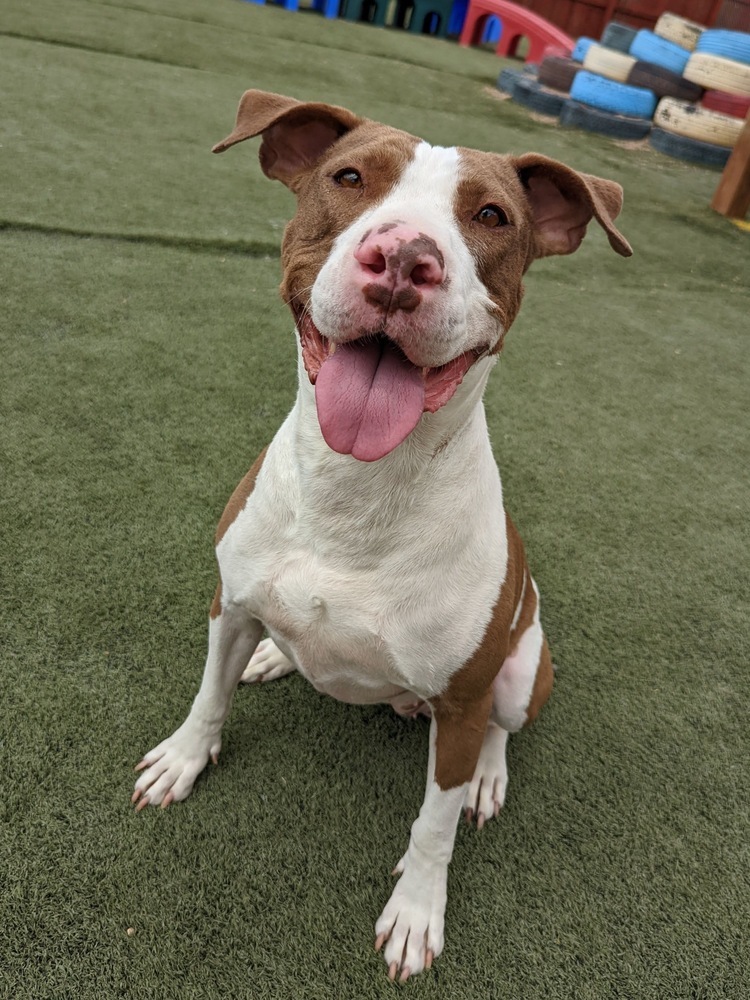 Zoey, an adoptable American Bulldog in Denver, CO, 80220 | Photo Image 3