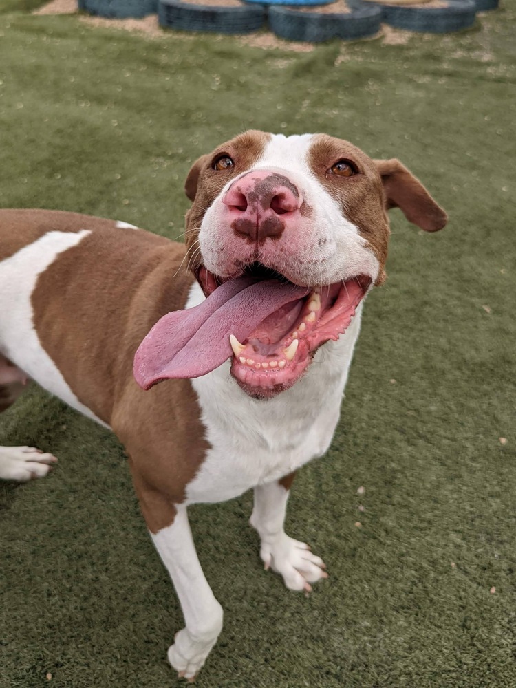 Zoey, an adoptable American Bulldog in Denver, CO, 80220 | Photo Image 4