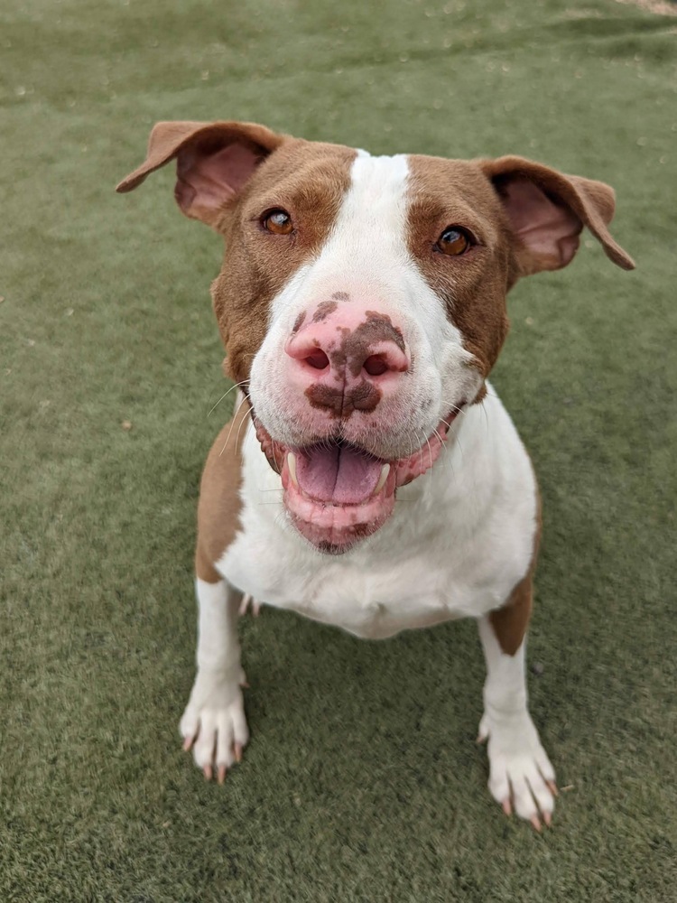 Zoey, an adoptable American Bulldog in Denver, CO, 80220 | Photo Image 5