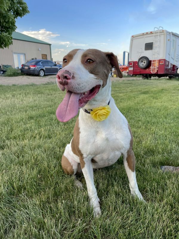 Zoey, an adoptable American Bulldog in Denver, CO, 80220 | Photo Image 6