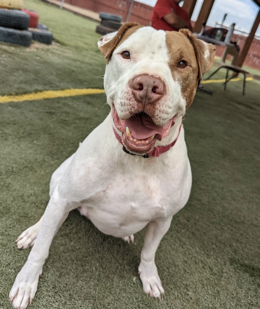 Rockney, an adoptable American Bulldog in Denver, CO, 80220 | Photo Image 1