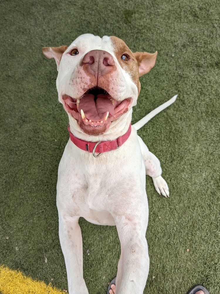 Rockney, an adoptable American Bulldog in Denver, CO, 80220 | Photo Image 2