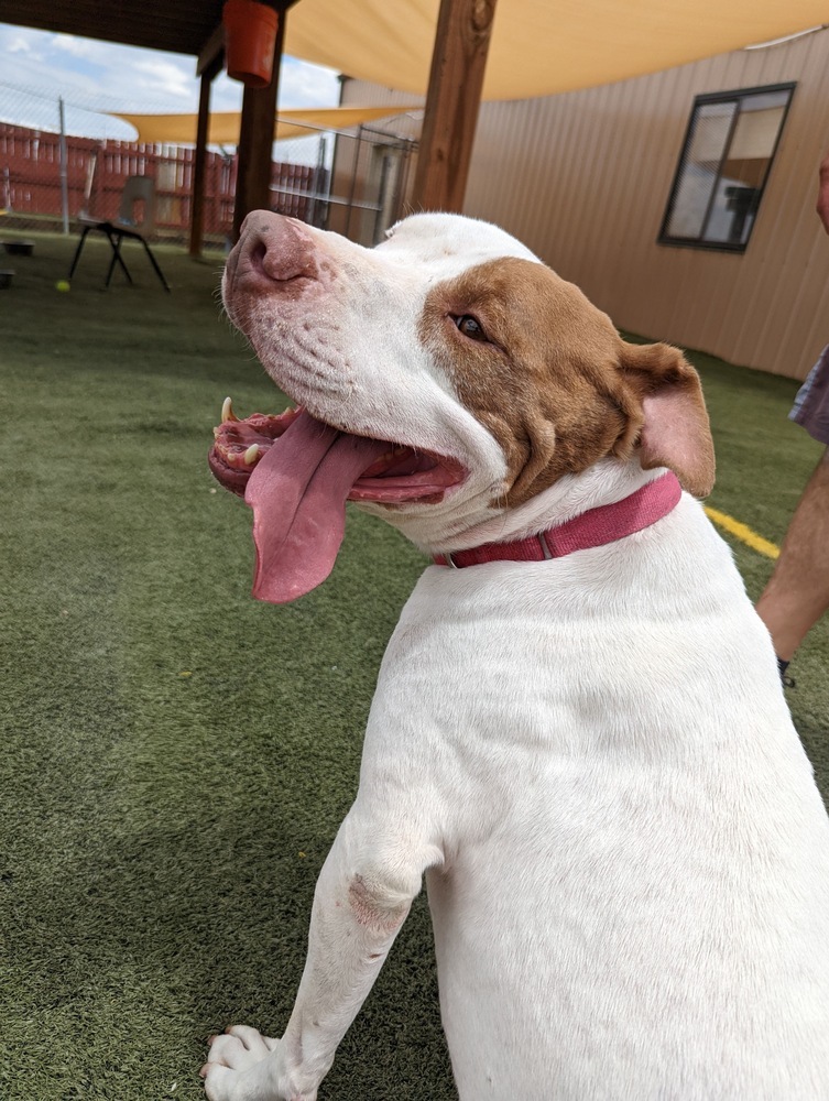 Rockney, an adoptable American Bulldog in Denver, CO, 80220 | Photo Image 3