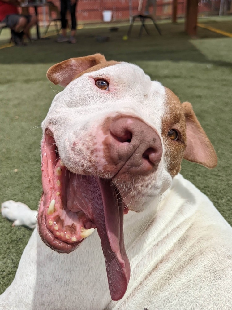 Rockney, an adoptable American Bulldog in Denver, CO, 80220 | Photo Image 4