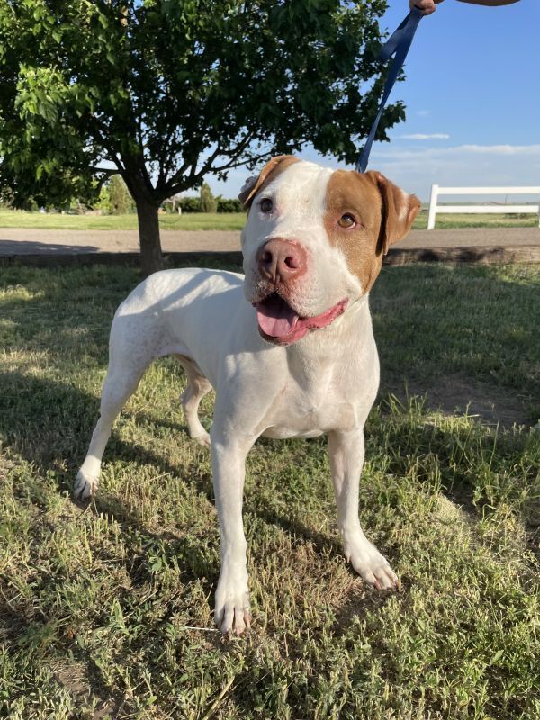 Rockney, an adoptable American Bulldog in Denver, CO, 80220 | Photo Image 5