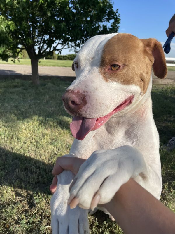 Rockney, an adoptable American Bulldog in Denver, CO, 80220 | Photo Image 6