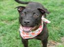 LANEY's profile on Petfinder.com