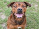 FARLEY's profile on Petfinder.com
