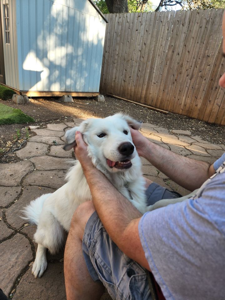 Polo Bear ATX, an adopted Great Pyrenees in Austin, TX_image-2