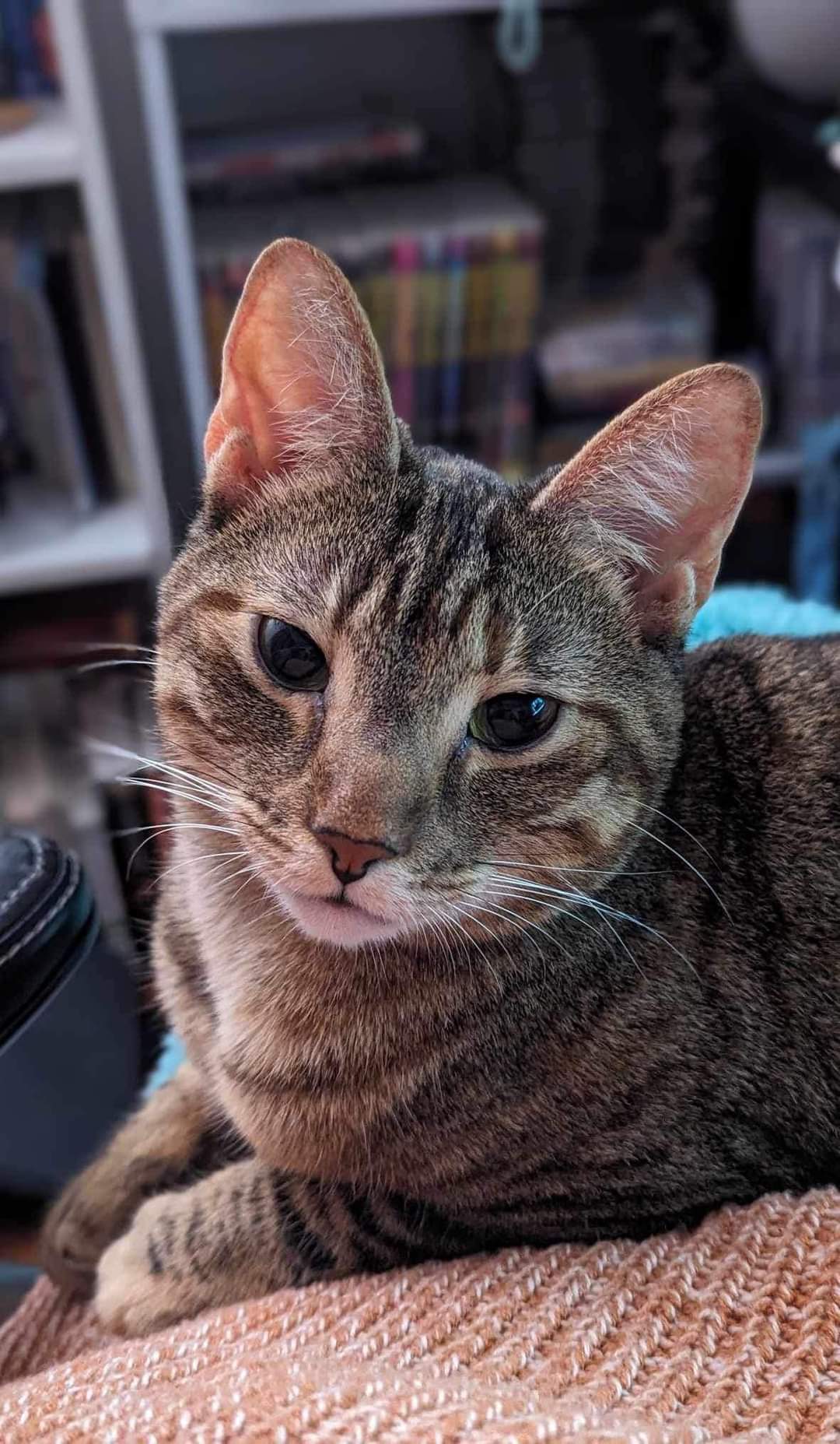 Lolly, an adoptable Tabby, Domestic Short Hair in Locust Grove, GA, 30248 | Photo Image 1