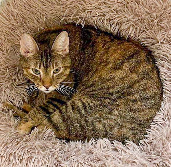 Lolly, an adoptable Tabby, Domestic Short Hair in Locust Grove, GA, 30248 | Photo Image 2