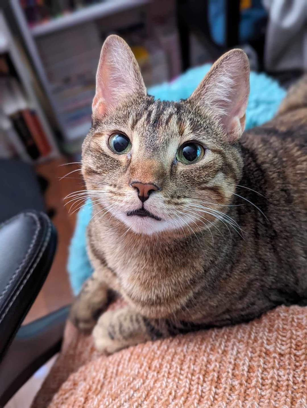 Lolly, an adoptable Tabby, Domestic Short Hair in Locust Grove, GA, 30248 | Photo Image 3