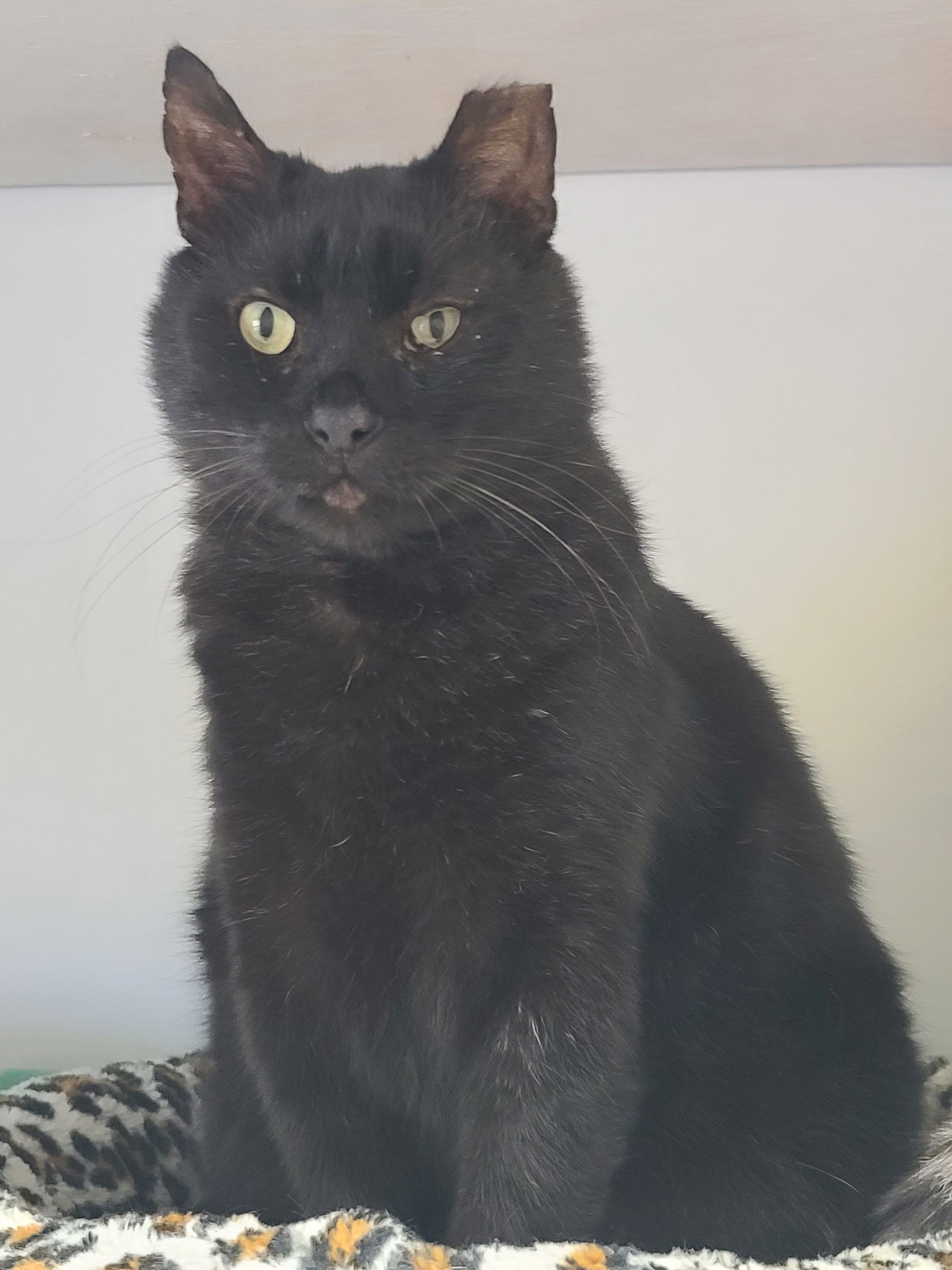 Yogi, an adoptable Domestic Short Hair in Locust Grove, GA, 30248 | Photo Image 1