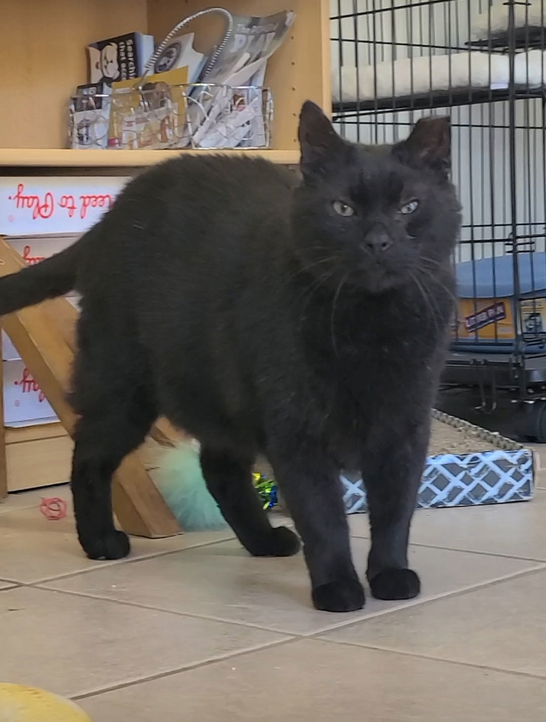 Yogi, an adoptable Domestic Short Hair in Locust Grove, GA, 30248 | Photo Image 2