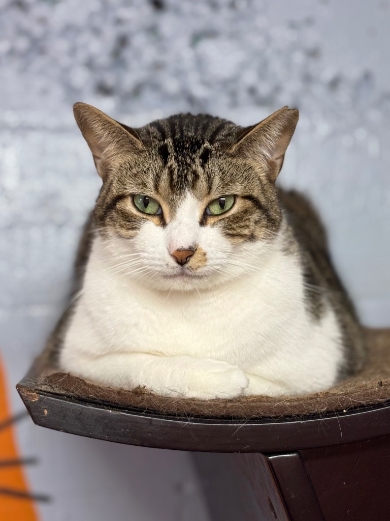 Tulip, an adoptable Domestic Short Hair, Tabby in Fort Lauderdale, FL, 33304 | Photo Image 1