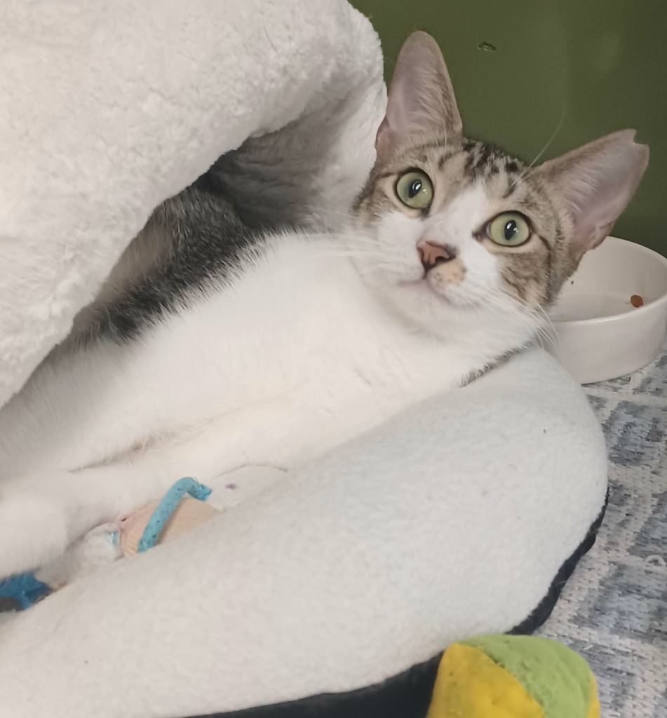 Tulip, an adoptable Domestic Short Hair, Tabby in Fort Lauderdale, FL, 33304 | Photo Image 2