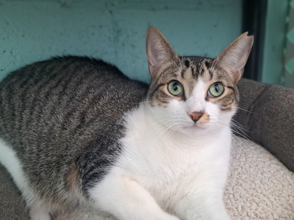 Tulip, an adoptable Domestic Short Hair, Tabby in Fort Lauderdale, FL, 33304 | Photo Image 3