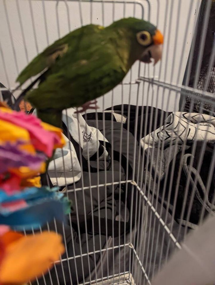 Parrot for adoption - Kiwi Keys, a Conure in West Mifflin, PA | Petfinder