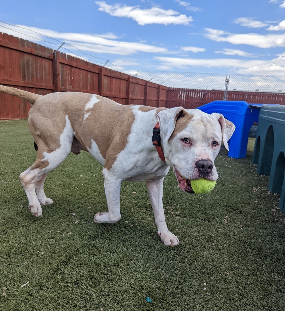 Gotti, an adoptable American Bulldog in Denver, CO, 80220 | Photo Image 5