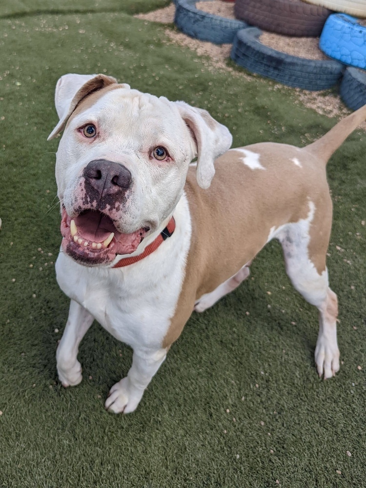 Gotti, an adoptable American Bulldog in Denver, CO, 80220 | Photo Image 6