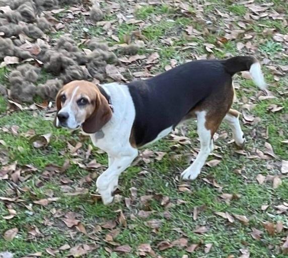 Blue Belle, an adoptable Beagle in Milledgeville, GA_image-1