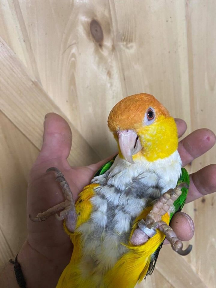 Caique parrot deals