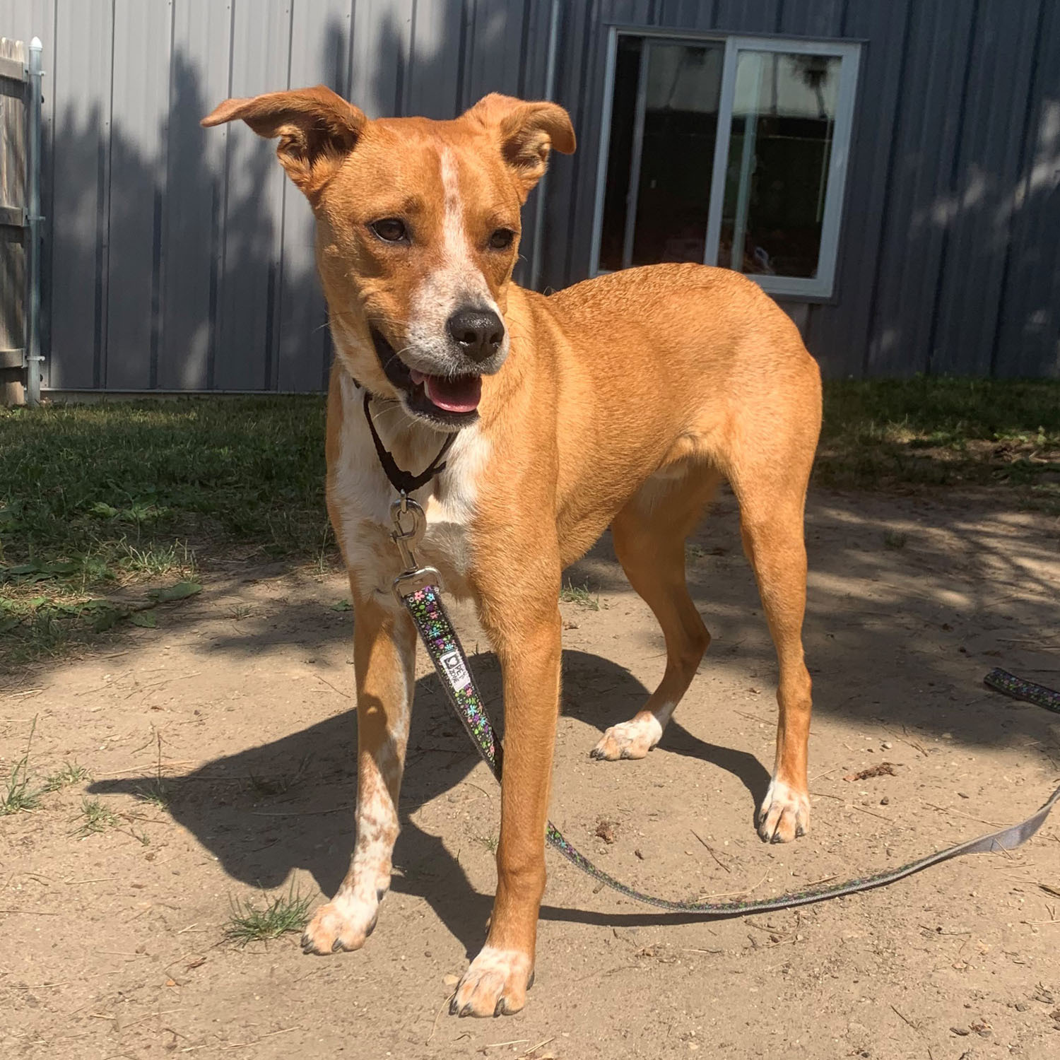 Buckley, an adoptable Mixed Breed in Lansing, MI, 48906 | Photo Image 2