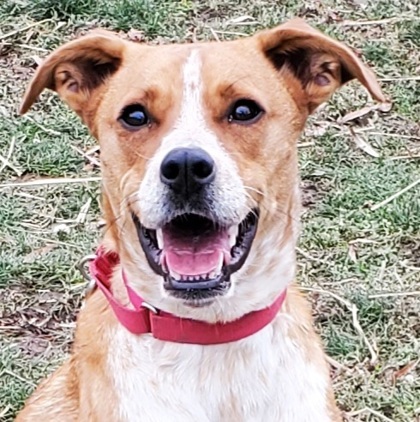 Buckley, an adoptable Mixed Breed in Lansing, MI, 48906 | Photo Image 1