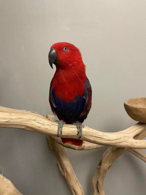 LGR Eclectus