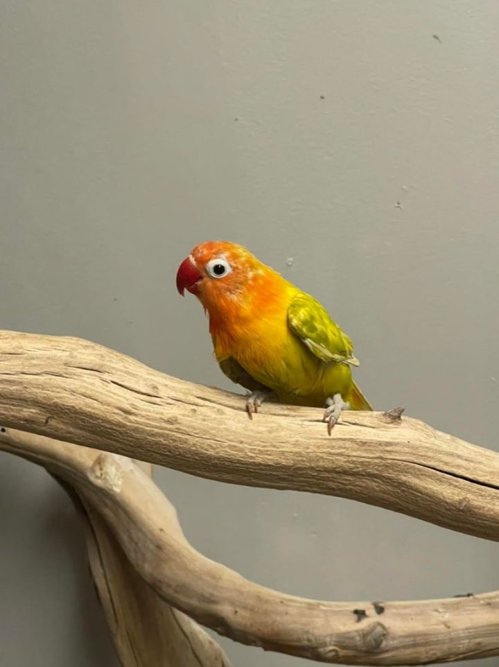 LGR Lovebirds, an adoptable Lovebird in Woodbridge, NJ_image-1