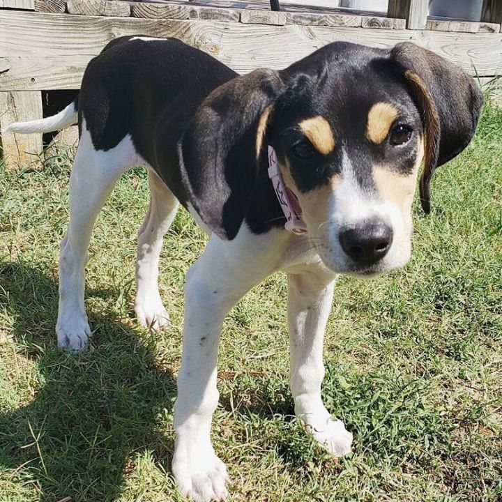 Evie, an adopted Hound Mix in Oklahoma City, OK_image-1