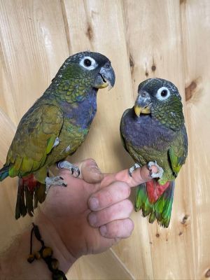 Rescue birds for store adoption near me