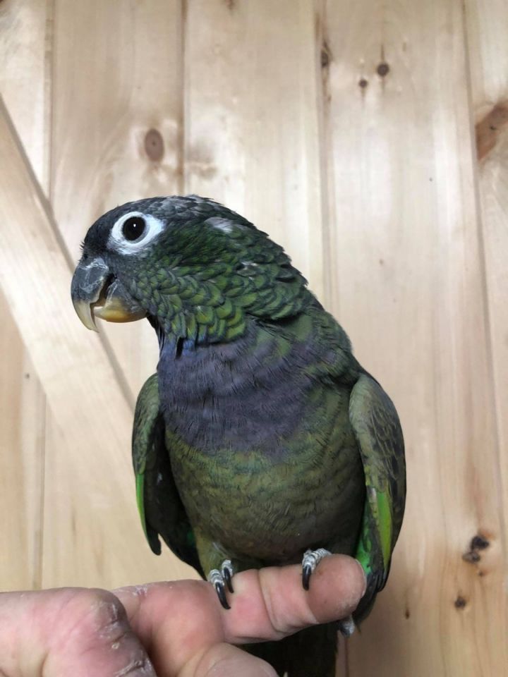 Parrot for 2024 sale nj