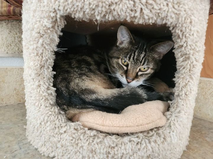 Kiki, an adoptable Domestic Short Hair & Tabby Mix in Jacksonville, OR_image-2